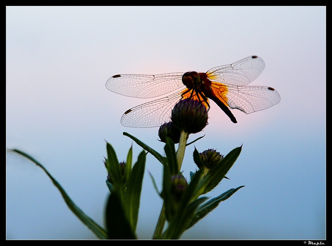 photo "***" tags: nature, macro and close-up, insect