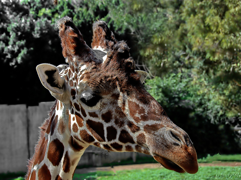 photo "Long neck kid" tags: portrait, nature, wild animals