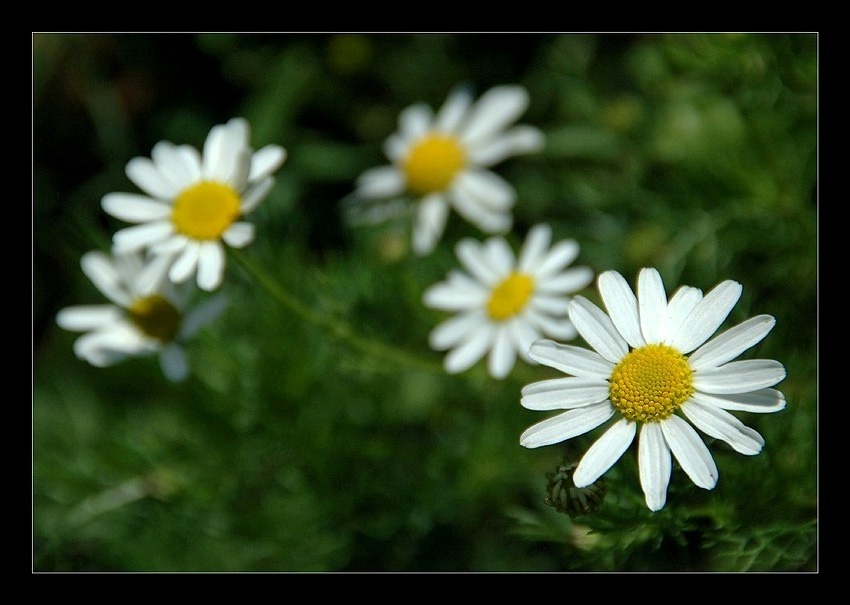 photo "***" tags: nature, flowers