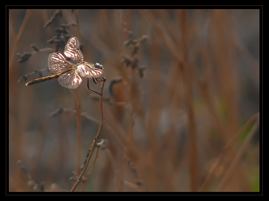 photo "***" tags: nature, insect