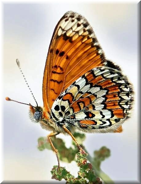 photo "***" tags: macro and close-up, nature, insect