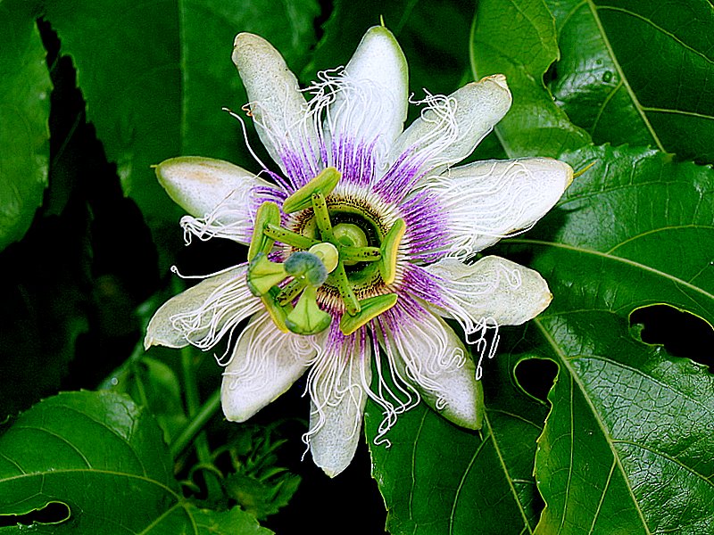 фото "It's so beautiful this flower..." метки: природа, цветы