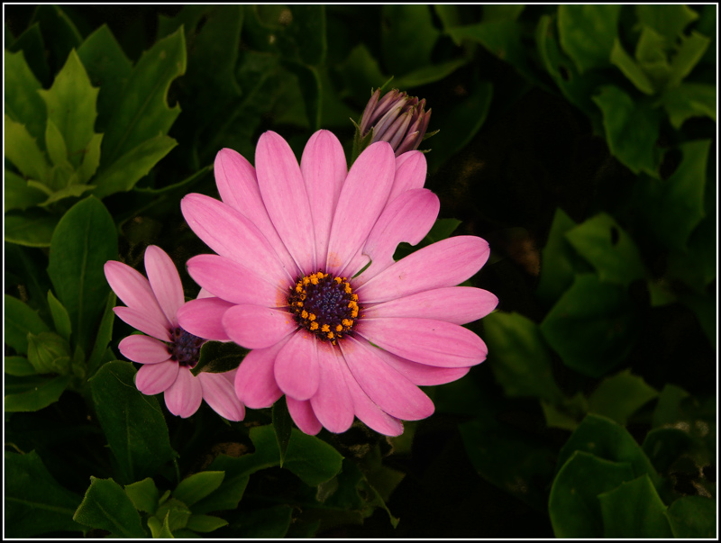 photo "THE FLOWER PINK" tags: , 