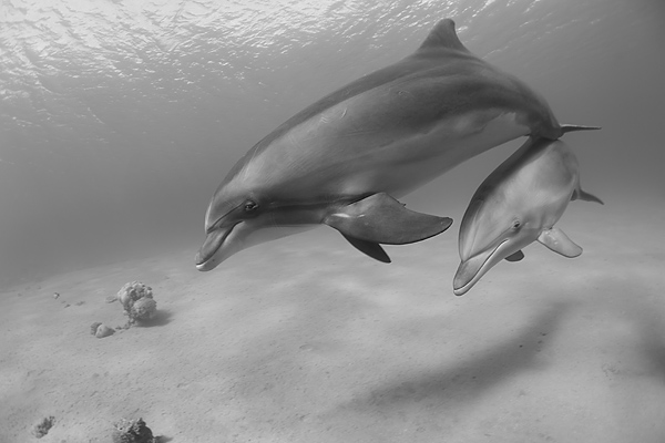 photo "Mother and Son" tags: underwater, 