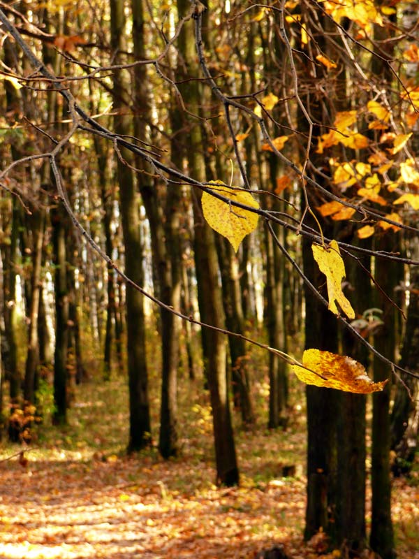 photo "***" tags: landscape, forest