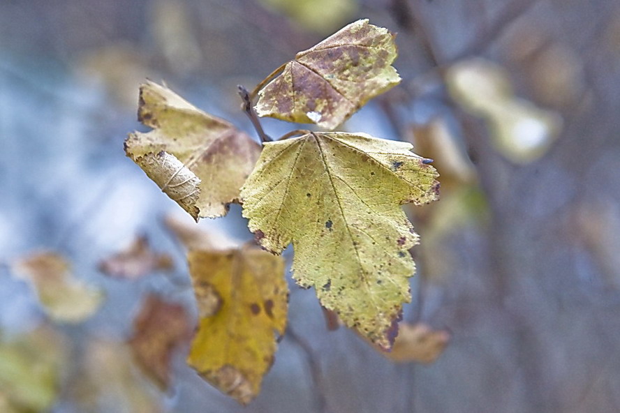 photo "Relief" tags: landscape, fragment, autumn