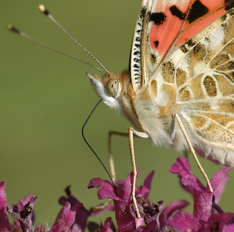 photo "***" tags: nature, macro and close-up, insect