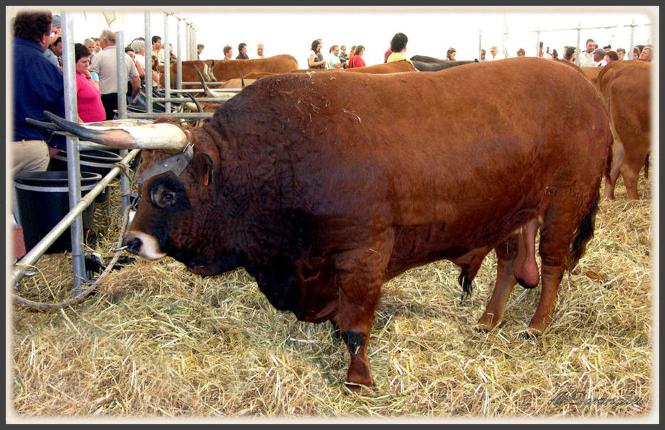 photo "Steer" tags: nature, pets/farm animals