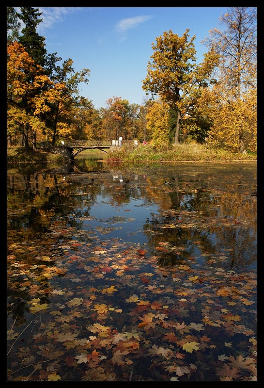 фото "Живы, пока на плаву" метки: пейзаж, вода, осень