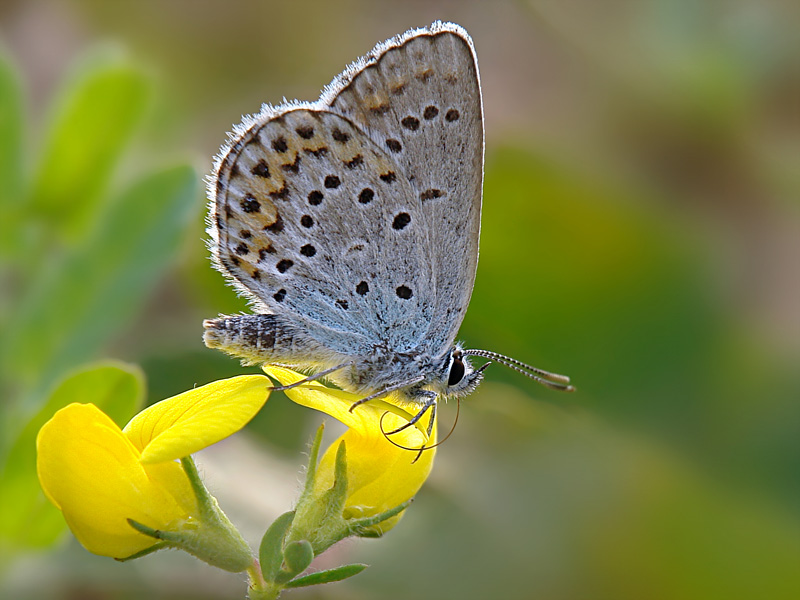 photo "***" tags: macro and close-up, 