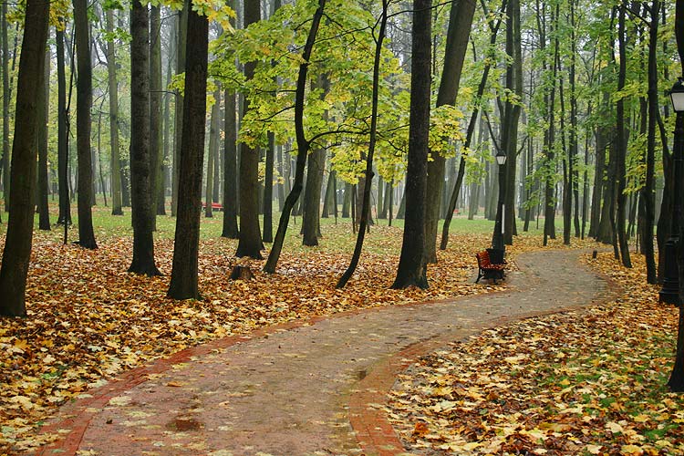 photo "***" tags: landscape, autumn, forest