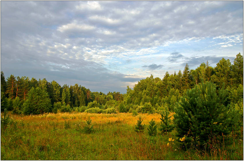 фото "Солнечная поляна" метки: пейзаж, лес, лето