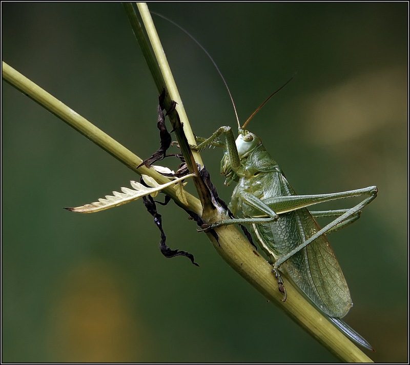 photo "Balance" tags: macro and close-up, nature, insect