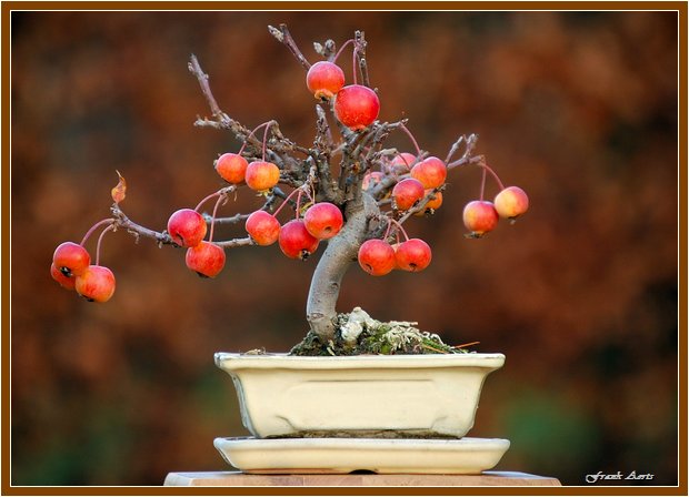 photo "Bonsai Malus" tags: nature, flowers