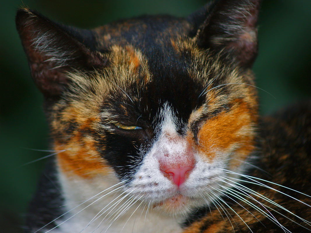 photo "Hemingway's Cat (The Hemingway series, Part 2)" tags: nature, travel, North America, pets/farm animals