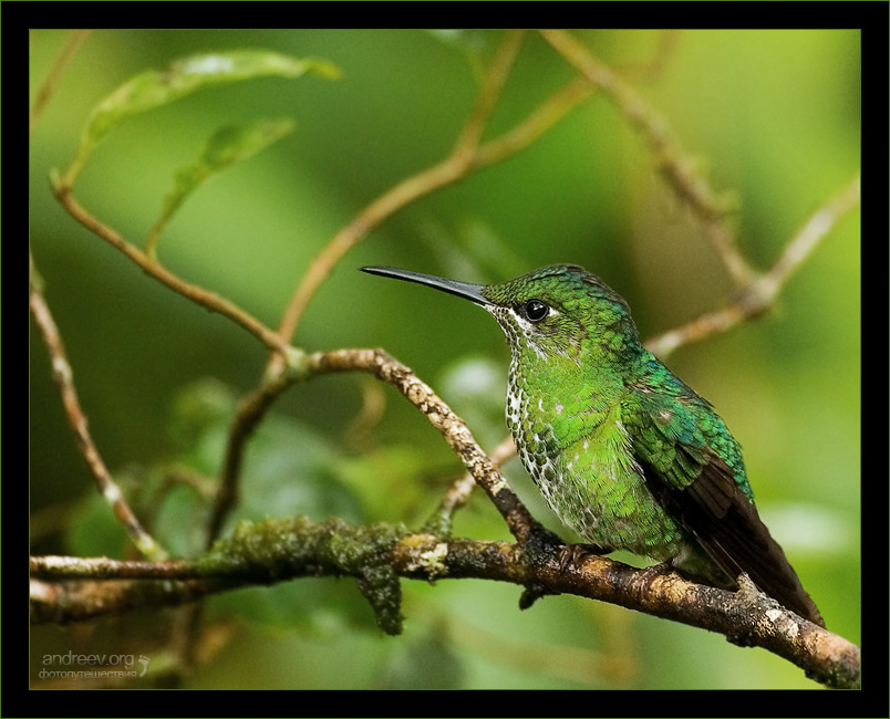 photo "Hummingbird with a Nose" tags: nature, travel, North America, wild animals