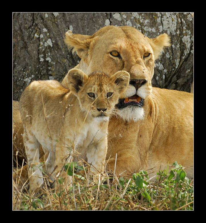 фото "Я и мама" метки: путешествия, природа, Африка, дикие животные