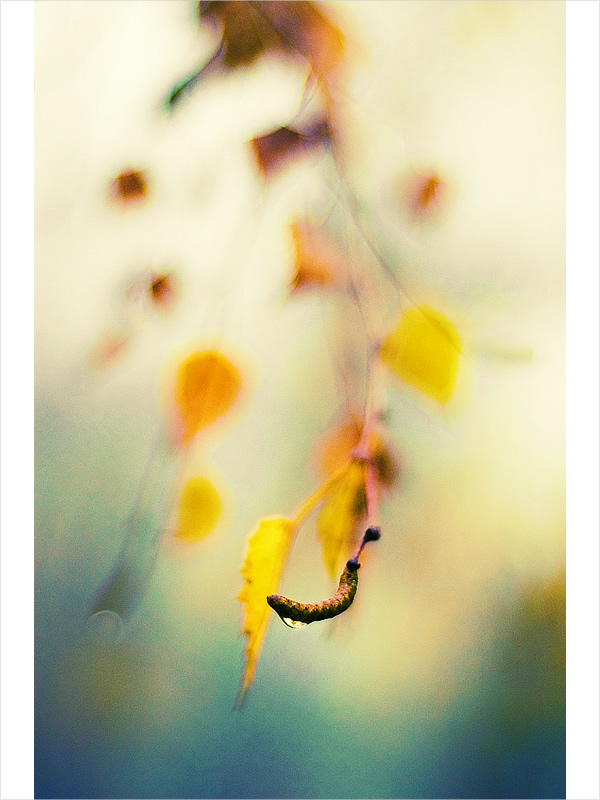 photo "Tear Of Weepmg Willow" tags: macro and close-up, nature, flowers