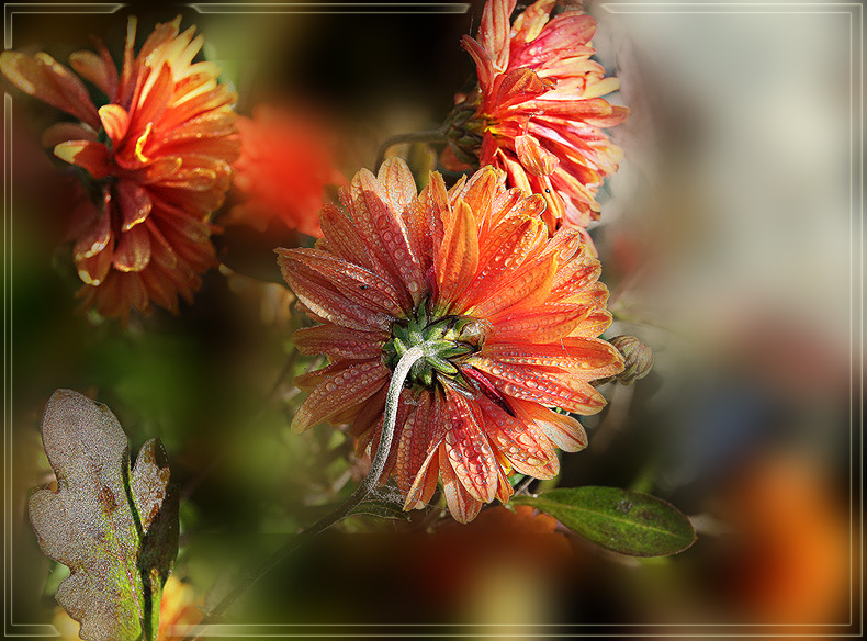 photo "Speaking" tags: nature, macro and close-up, flowers