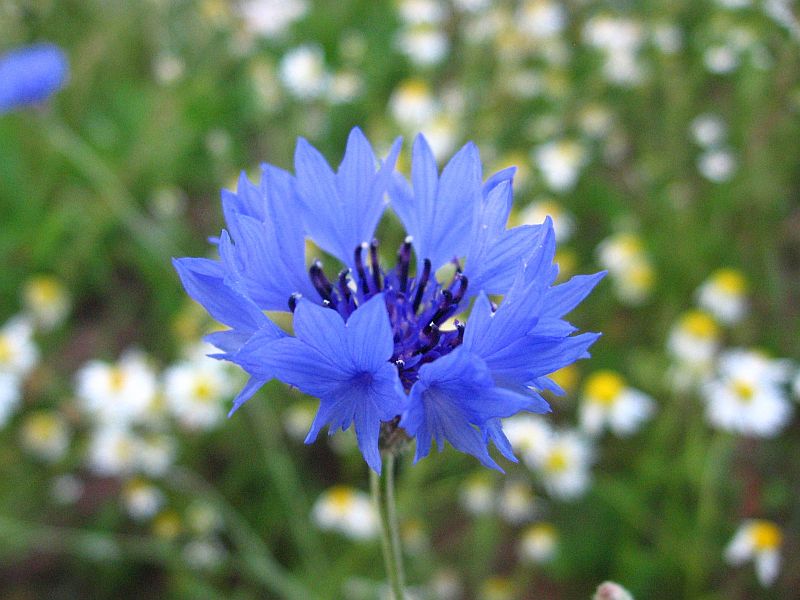 photo "***" tags: nature, flowers