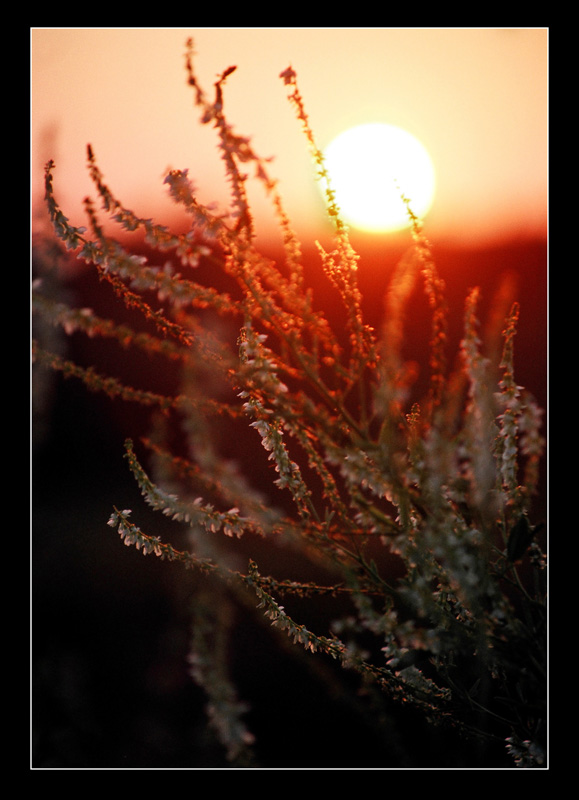 photo "***" tags: landscape, nature, flowers, sunset