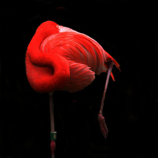 photo "10636b Pink flamingo dreams" tags: nature, pets/farm animals