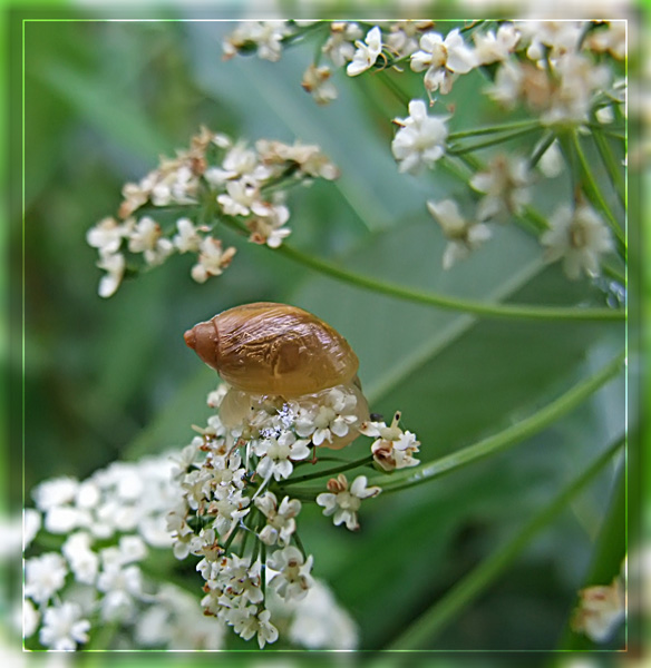 photo "***" tags: nature, insect