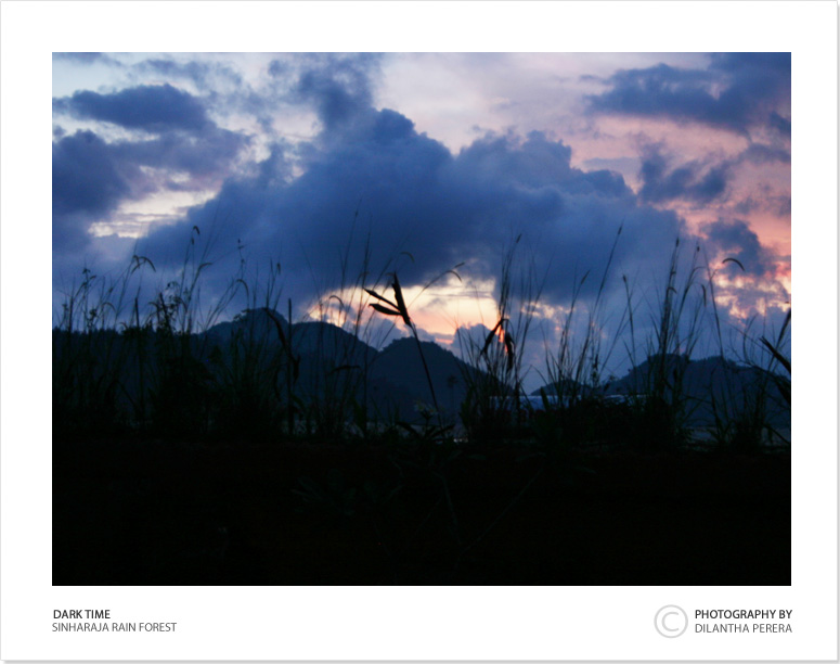 photo "Dark Beaty" tags: landscape, forest, sunset