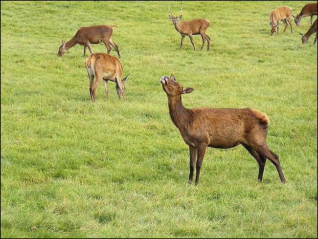 photo "I shall sing now." tags: nature, travel, Europe, wild animals