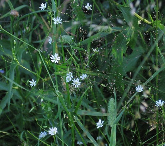 photo "***" tags: nature, flowers