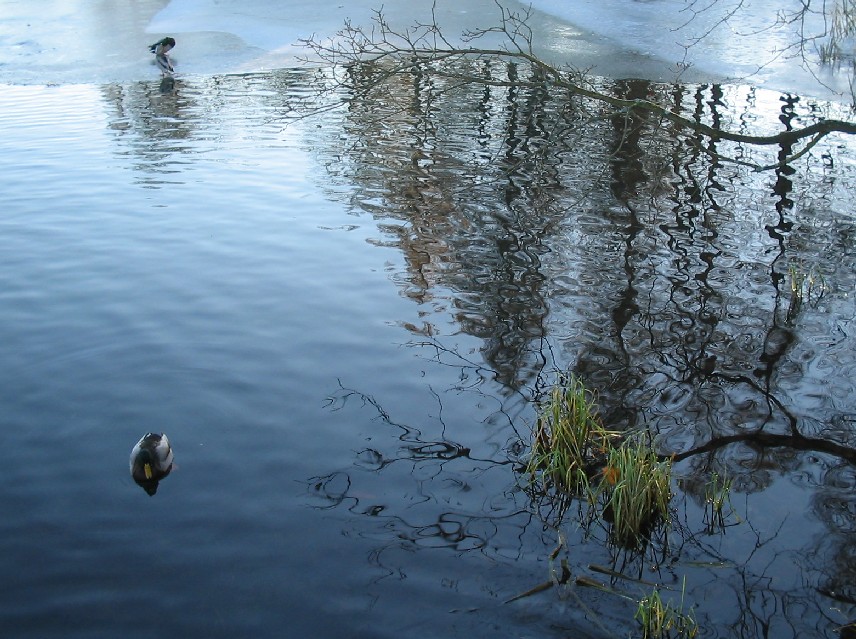 photo "Tranquillity" tags: landscape, autumn, water