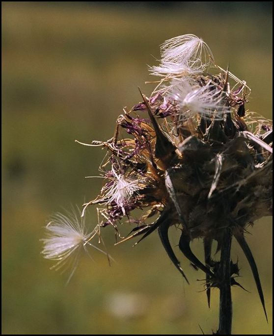 photo "Autunn of his(Mr.Koljuchkin"s) life." tags: nature, flowers