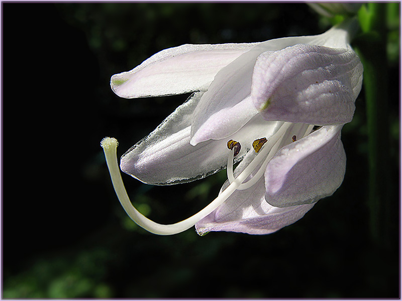 photo "Hosta" tags: nature, macro and close-up, flowers