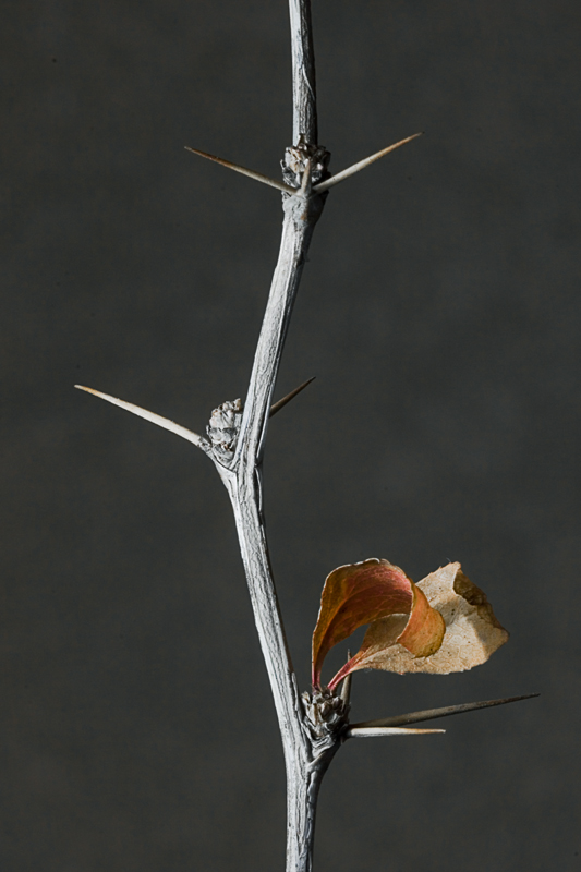 фото "Листья и иглы" метки: природа, фрагмент, цветы