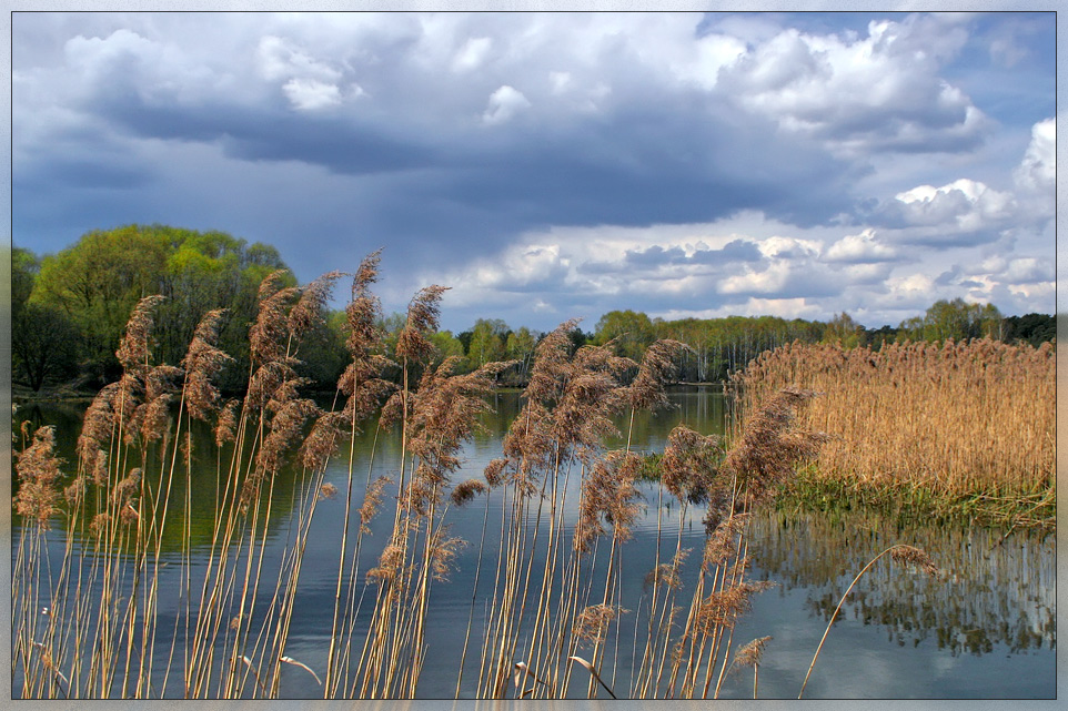 photo "Cane" tags: , 