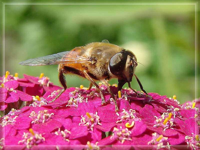 photo "***" tags: nature, insect