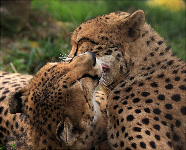 photo "This love ..." tags: nature, wild animals