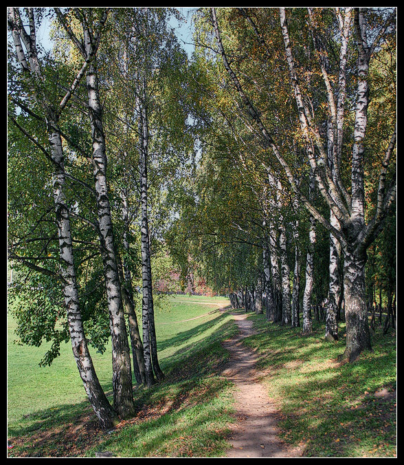 photo "Birch Fall" tags: landscape, autumn, forest