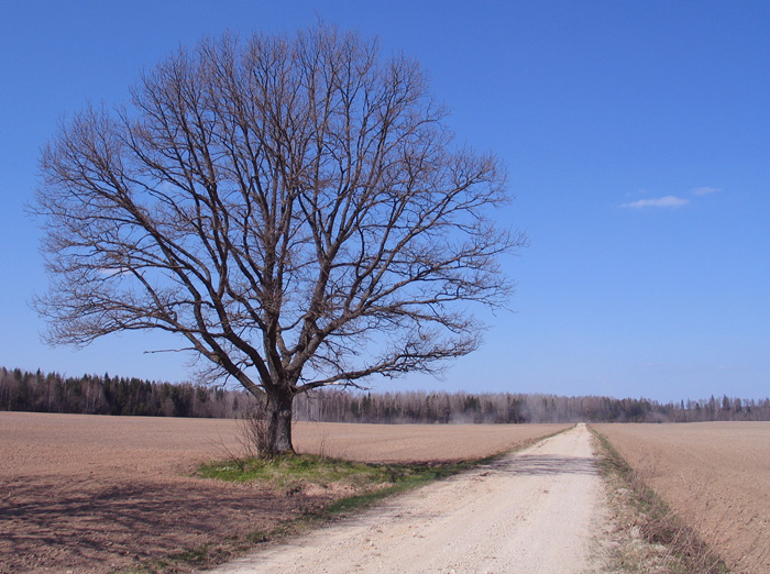 photo "... way - away" tags: landscape, spring