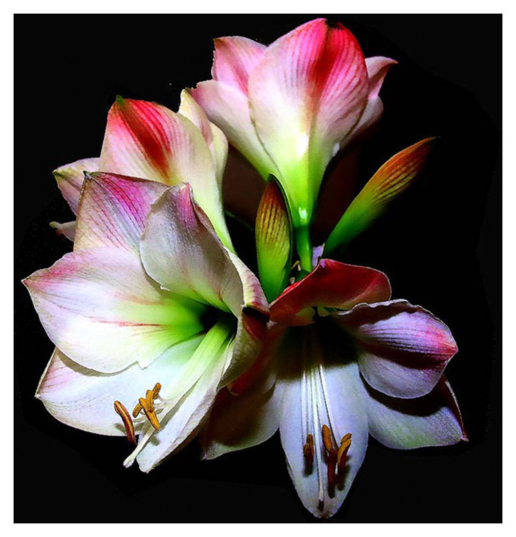 фото "Amaryllus" метки: природа, цветы
