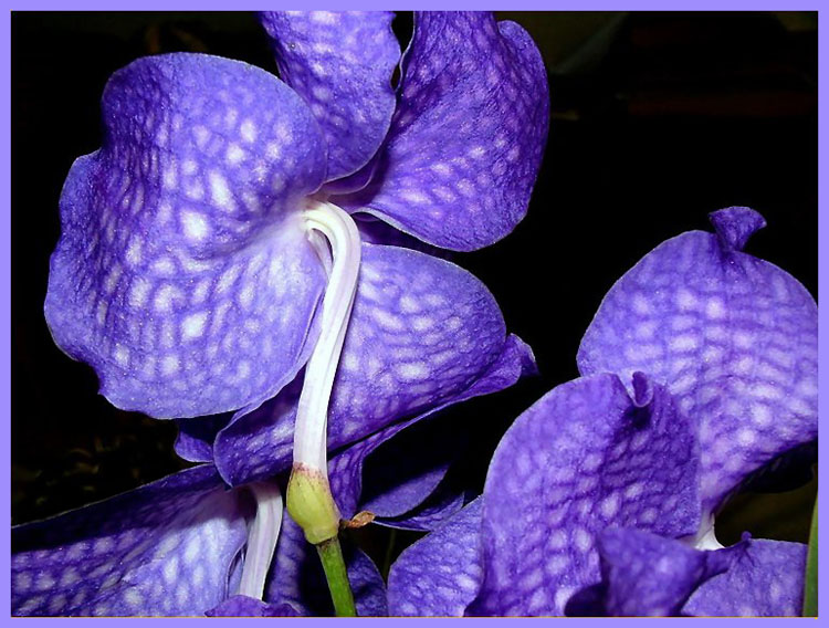 фото "blue orchid" метки: природа, цветы