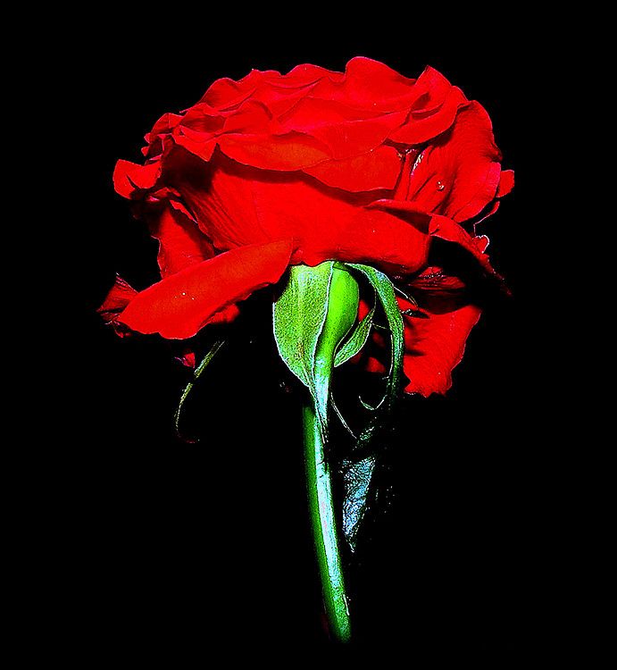 фото "red rose" метки: природа, цветы