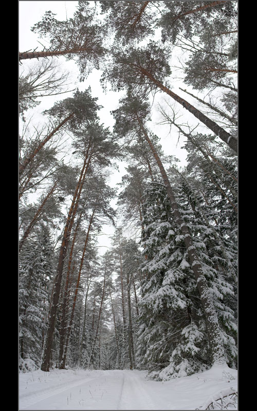 photo "In the forest" tags: landscape, forest, winter