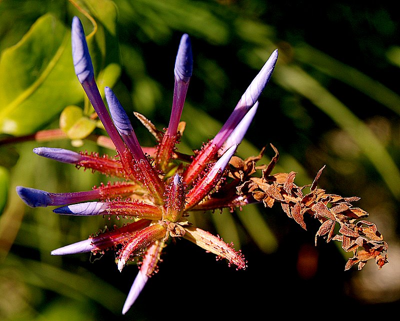 фото "Nature work..." метки: природа, цветы