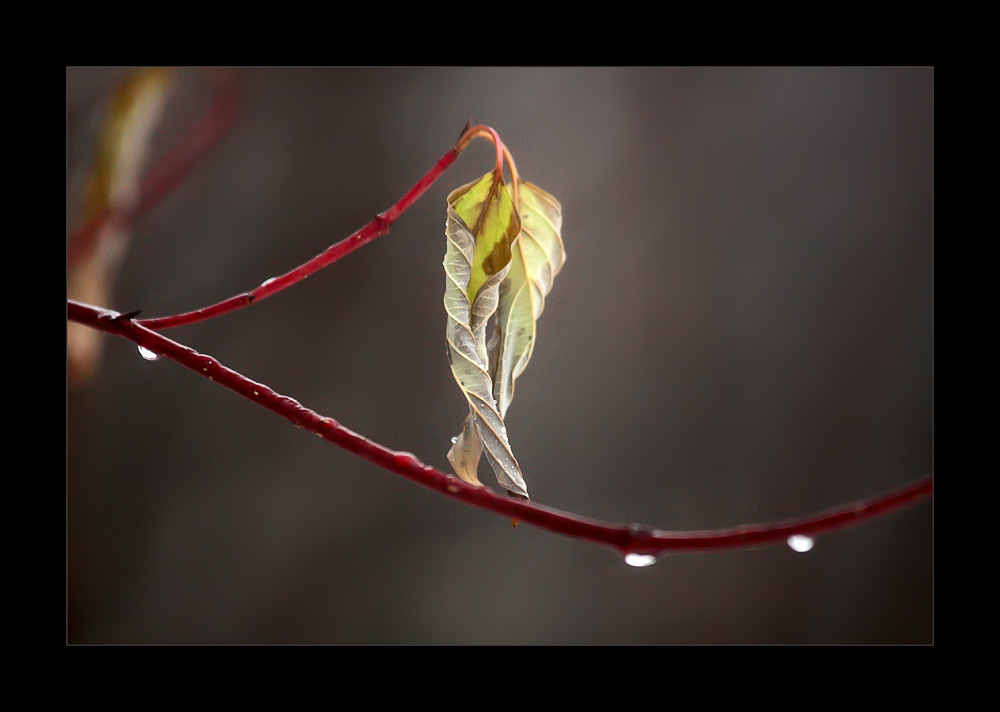 photo "Happy birthday to me -)))" tags: nature, flowers