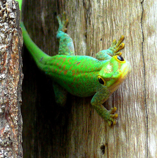 photo "***" tags: nature, wild animals