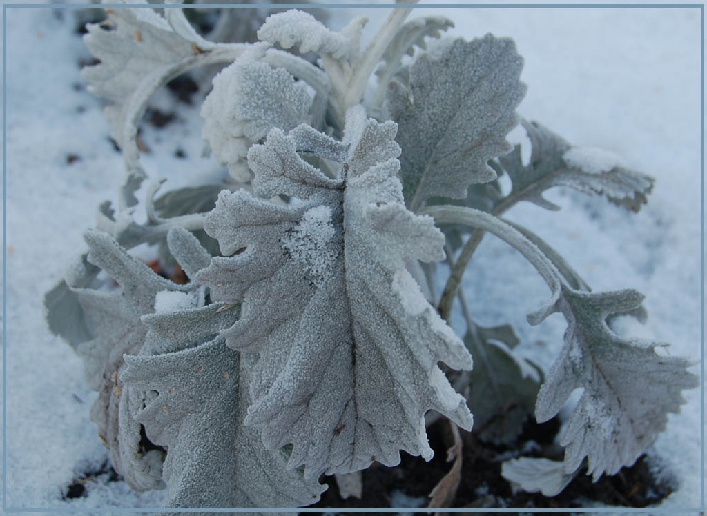 photo "The first winter day" tags: landscape, nature, flowers, winter