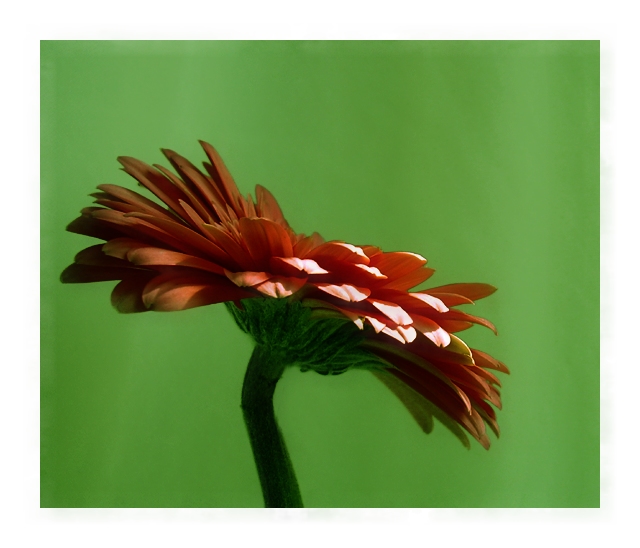 фото "Gerbera" метки: природа, цветы
