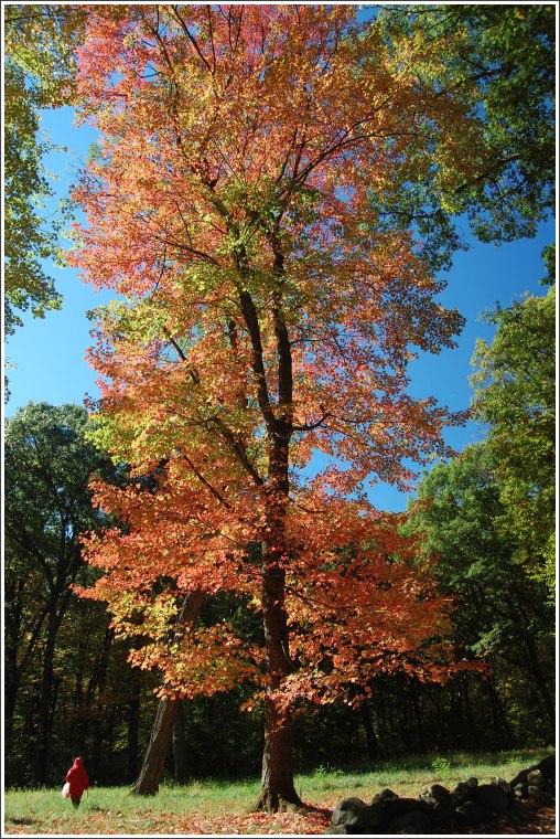 photo "red gold" tags: landscape, autumn