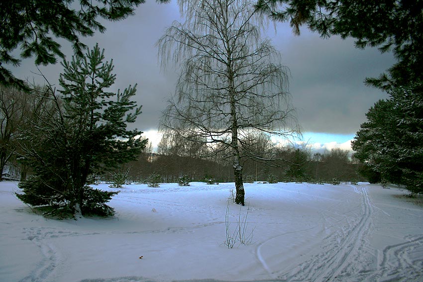 Серебряный бор москва зимой